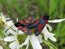 Zygaena_viciae_virnapunatapla_IMG_3756.JPG