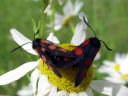 Zygaena_viciae_virnapunatapla_IMG_3763.JPG