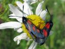 Zygaena_viciae_virnapunatapla_IMG_3766.JPG