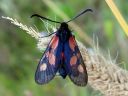 Zygaena_viciae_virnapunatapla_IMG_5169.JPG