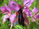 Zygaena_viciae_virnapunatapla_IMG_6749.JPG