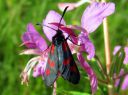 Zygaena_viciae_virnapunatapla_IMG_6750.JPG