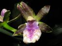 Zygopetalum_hybridi_IMG_0964.jpg