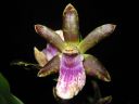 Zygopetalum_hybridi_IMG_0966.jpg