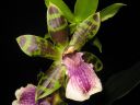 Zygopetalum_hybridi_IMG_0972.jpg