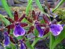 Zygopetalum_hybridi_VP_20091008_IMG_5961.jpg